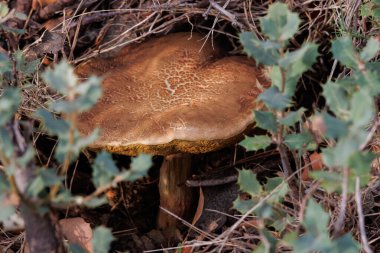 Balkabağı mantarı boletus edulis ormanda yetişiyor, Alcoy, İspanya