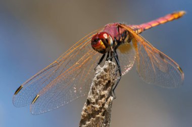 Closeup of male Sympetrum fonscolombii dragonfly perched on a stick, Beniarres, Spain clipart