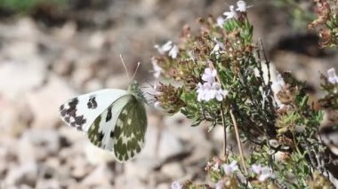 Göçmen kelebek Pontia daplidice Thymus vulgaris, Alcoy, İspanya çiçekleriyle besleniyor
