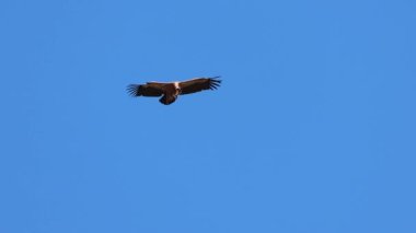 Griffon akbaba Gyps Fulvus yere bakmak için rüzgar tüylerini güçlü bir şekilde hareket ettirirken Alcoy, İspanya