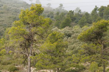 Bulutlu bir günde çam ormanı ve yüksek voltaj kablolarıyla manzara, Alcoy, İspanya