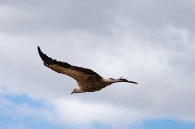 Eurasian vulture flying against a cloudy background, Spain clipart