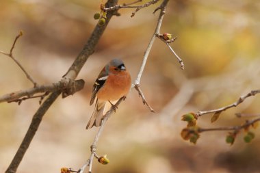 Chaffinch güzel bir bokeh, Alcoy, İspanya ile bir dal üzerine tünedi.
