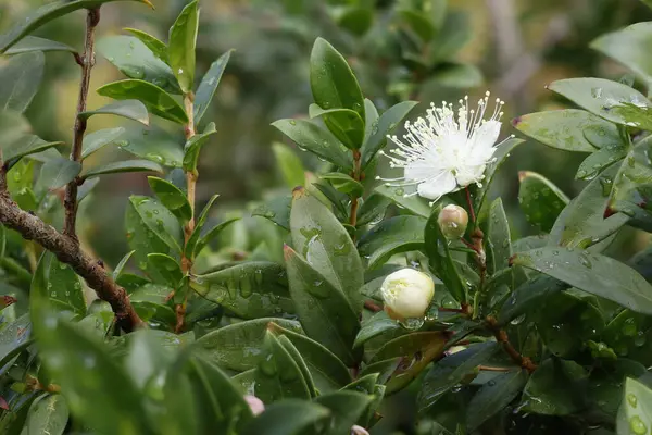 Myrtle Çalısı Myrtus yağmur damlalarıyla ve beyaz çiçekle odaklanma tekniğiyle fotoğraflandı, İspanya