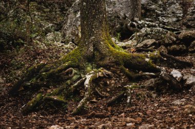 Oak root with moss in autumn in Fuente Roja natural park, Alcoy, Spain clipart