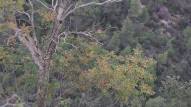 Sonbahar ormanındaki kuru meşe ağacı rüzgarlı bir günde, Alcoy, İspanya