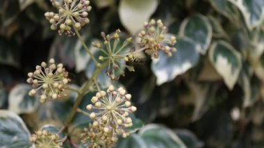 Pers sarmaşığı çiçeğiyle beslenen eşekarıları Hedera colchica, Alcoy, İspanya
