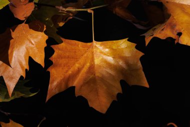 Platanus x hispanica ağacının sonbahar yaprağı koyu gölgeli arka plan, Alcoy, İspanya