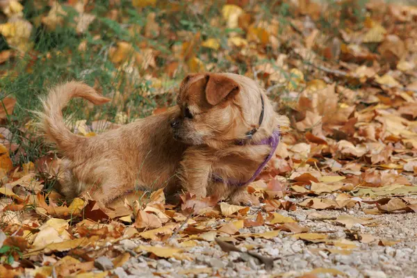 Sonbahar yapraklarının yanındaki ormana işeyen köpek Nami, Alcoy, İspanya