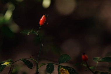 Rosehip berry Rosa eglanteria bathed in the sun and the plant in the darkness of the shade, Alcoy, Spain clipart