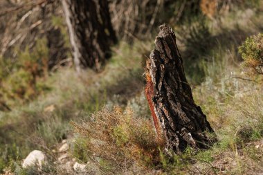 Çam kütüğü bir fırtına tarafından kırıldı, Alcoy, İspanya