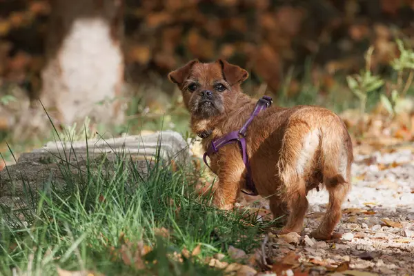 Doğa yürüyüşü sırasında kucak köpeği kameraya bakıyor, Alcoy, İspanya