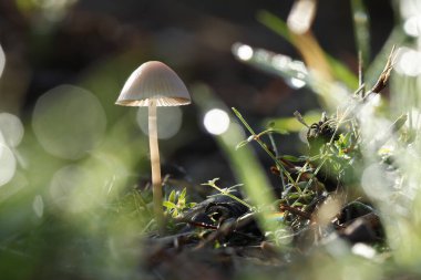 Yenilemez küçük mantar Mycena vitilis arka planda kalıyor ve çalılıklara çiy damlıyor, Alcoy, İspanya