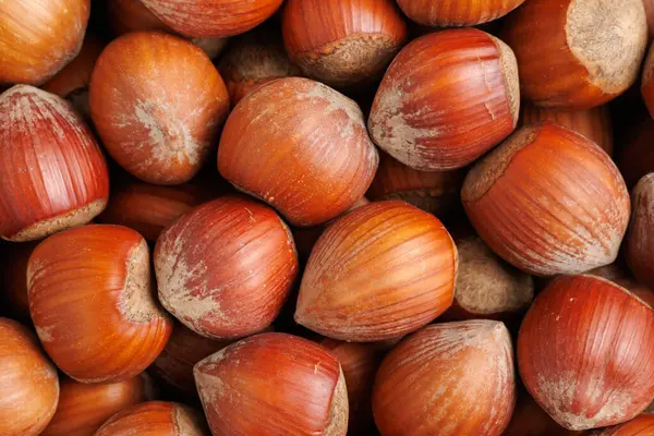 Kabuklu fındık grubu