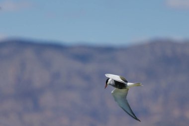 Bıyıklı Tern (Chlidonias hybrida) dağlık arka plan ve mavi gökyüzü ile uçuyor, İspanya