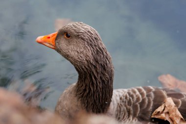 Kaz kafalı Anser anser 'ın yakın çekimi gölde, Albufera de Anna, İspanya