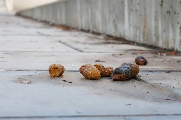 Halka açık yollarda toplanmamış köpek dışkıları