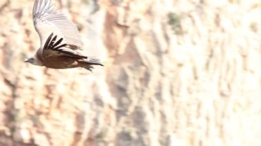 Griffon akbabası Gyps fulvus Alcoy, İspanya 'da Cint vadisinde uçuyor.