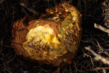 Kalp şeklinde Suillus mantarı, şapkasız, Alcoy, İspanya