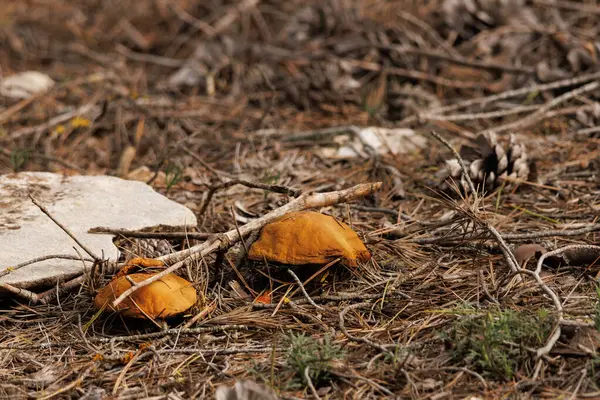 Suillaceae mantarlı çam ağaçları, Alcoy, İspanya