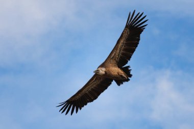 Griffon akbabası Gyps fulvus bulutlu bir arka planda uçuyor, Alcoy, İspanya