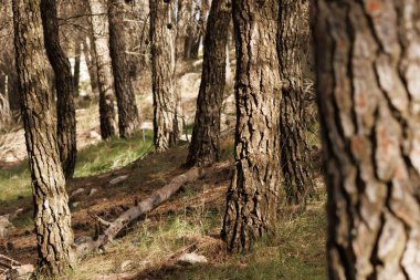 Sierra de Mariola ormanının içinde çam sandıkları sabah ışığı, Alcoy, İspanya