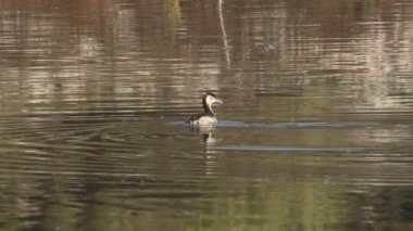 Beniarres rezervuarındaki Great Crested Grebe Podiceps kriteri İspanya 'da suya daldı