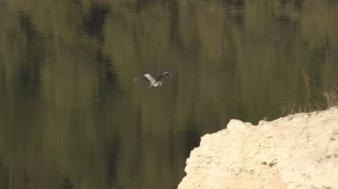 Gri balıkçıllı Ardea Cinerea uçuş sırasında suya yansıdı, Beniarrs, İspanya