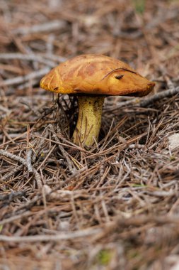 Suillus mediterraneensis mushroom among pine leaf litter in the undergrowth, Alcoy, Spain clipart