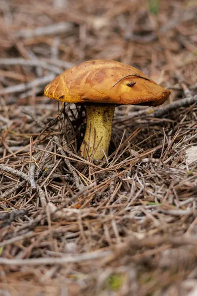 Suillus Mediterraneensis mantarı, İspanya 'nın Alcoy ormanlarındaki çam yaprağının arasında.