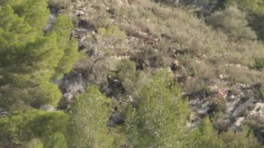 Beniarres rezervuarının çam ormanlarında uçan gelip geçen kuş sürüsü, İspanya