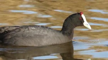İspanya 'nın Elche kentindeki El Hondo Doğal Parkı' nın sulak arazisinde yemek yiyen bir Barbar karga Fulica cistata 'nın yakın çekimi.