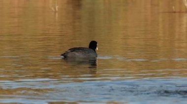 Coot Fulica atra, El Hondo Doğal Parkı, Elche, İspanya 'da yiyecek aramak için suya dalıyor.