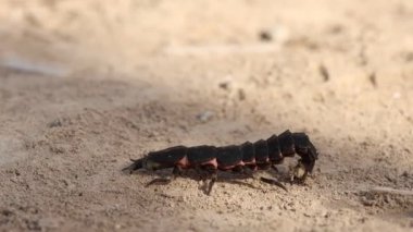 Akdeniz ateş böceği Nyctophila Reichii El Hondo Doğal Parkı, Elche, İspanya