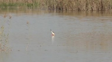 Siyah kanatlı Stilt Himantopus Himantopus yemek yiyor ve üç tanesi de El Hondo Doğal Parkı 'nda uçuyor.