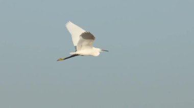 Küçük Egret Egretta Garzetta El Hondo Doğal Parkı, Elche, İspanya 'da sazlığın üzerinde uçuyor.
