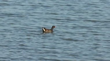 El Hondo Doğal Parkı, Elche, İspanya 'da bataklıkta yüzen Moorhen Gallinula kloru.