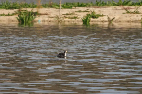 Beniarres, İspanya 'daki doğal yaşam alanındaki Great Crested Grebe podiceps kriterleri