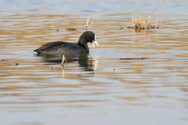 Common coot Fulica atra in the water of El Hondo Natural Park, Spain clipart