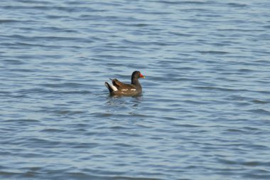 El Hondo Doğal Parkı 'nda yüzen sıradan Moorhen Gallinula kloropusu, Elche, İspanya