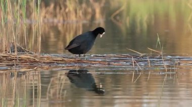 Coot fulica atra tüylerini yansıtması ve El Hondo doğal parkında renkli bir günbatımı arka planı ile süslüyor.