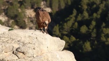 Griffon akbaba Gyps fulvus kaka, Alcoy, İspanya