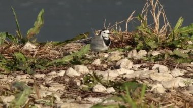 Karlı kırlangıç Motacilla Alba Serpis nehrinin kıyısında yemek yiyor, Beniarrs, İspanya