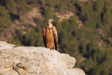 Vulture Gyps fulvus vadinin tepesinden aşağıya bakıyor, Alcoy, İspanya