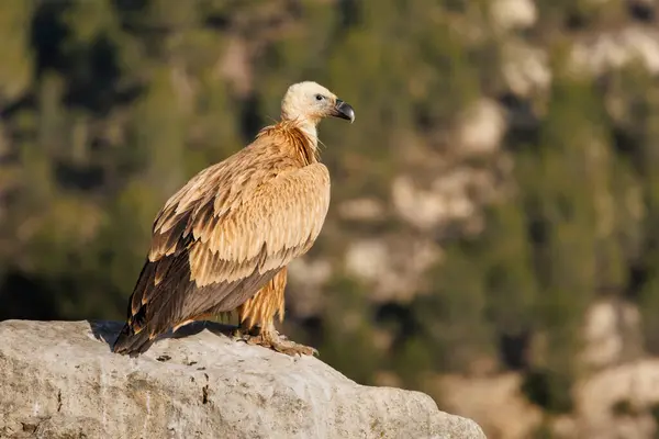 Alcoy, İspanya 'daki Sierra de Mariola Doğal Parkı' nda bir kayanın üzerine tünemiş bir Griffon Akbaba Yuvası.