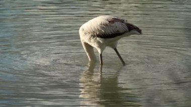 Genç flamingo Phoenicopterus gülü, bacakları ile İspanya 'nın Calpe kentinde yiyecek aramak için gölün dibini karıştırır.