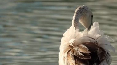 İspanya, Calpe 'nin tuz düzlüklerinde beslenen genç bir flamingo Phoenicopterus gülünün yakın çekimi