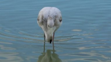 Genç flamingo Phoenicopterus gülü Calpe, İspanya 'nın tuzlu düzlüklerinde