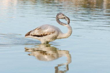 Young Greater Flamingo Phoenicopterus roseus with sunlight bouncing off its body in the salt flats of Calpe, Spain clipart