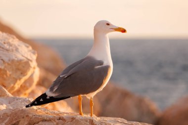 Sarı bacaklı martı Larus michahellis İspanya 'nın Calpe kentindeki Peon de Ifach kayasının üzerine tünemişti.